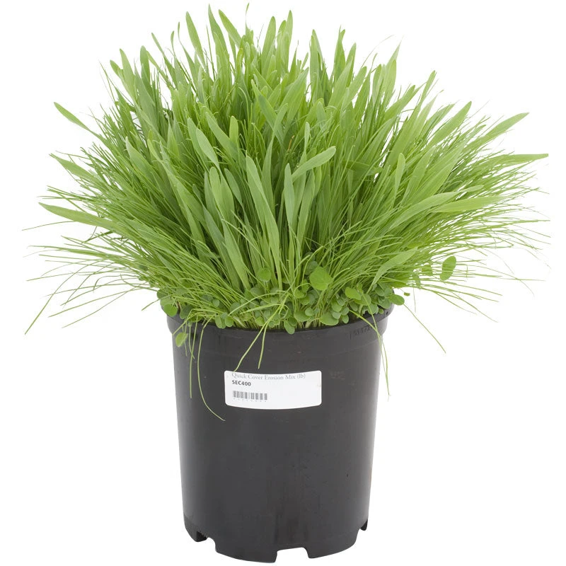 Peaceful Valley Quick Cover Erosion Mix - Nitrocoated Seed (lb) 4 Peaceful Valley Quick Cover Erosion Mix - Nitrocoated Seed (lb) - Billede 2
