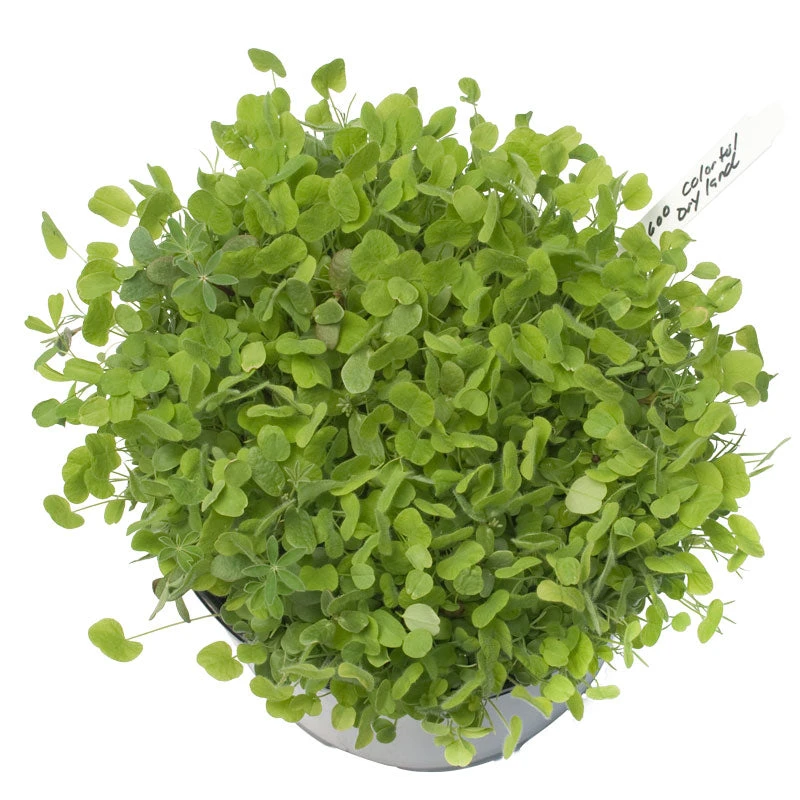 Peaceful Valley Regional Western Colorful Dryland Wildflower Mix - Nitrocoated Seed (lb) 4 Peaceful Valley Regional Western Colorful Dryland Wildflower Mix - Nitrocoated Seed (lb) - Billede 2