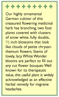 Renee's Garden Feverfew Double White Wonder 5 Renee's Garden Feverfew Double White Wonder - Billede 3