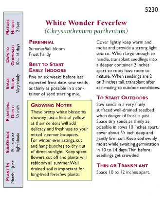 Renee's Garden Feverfew Double White Wonder 4 Renee's Garden Feverfew Double White Wonder - Billede 2