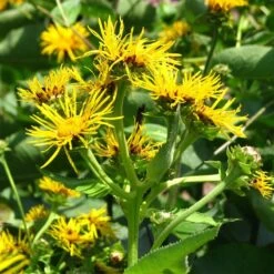 Strictly Medicinal Organic Elecampane, Official 7 Strictly Medicinal Organic Elecampane, Official -Felo Butik snv7044 web