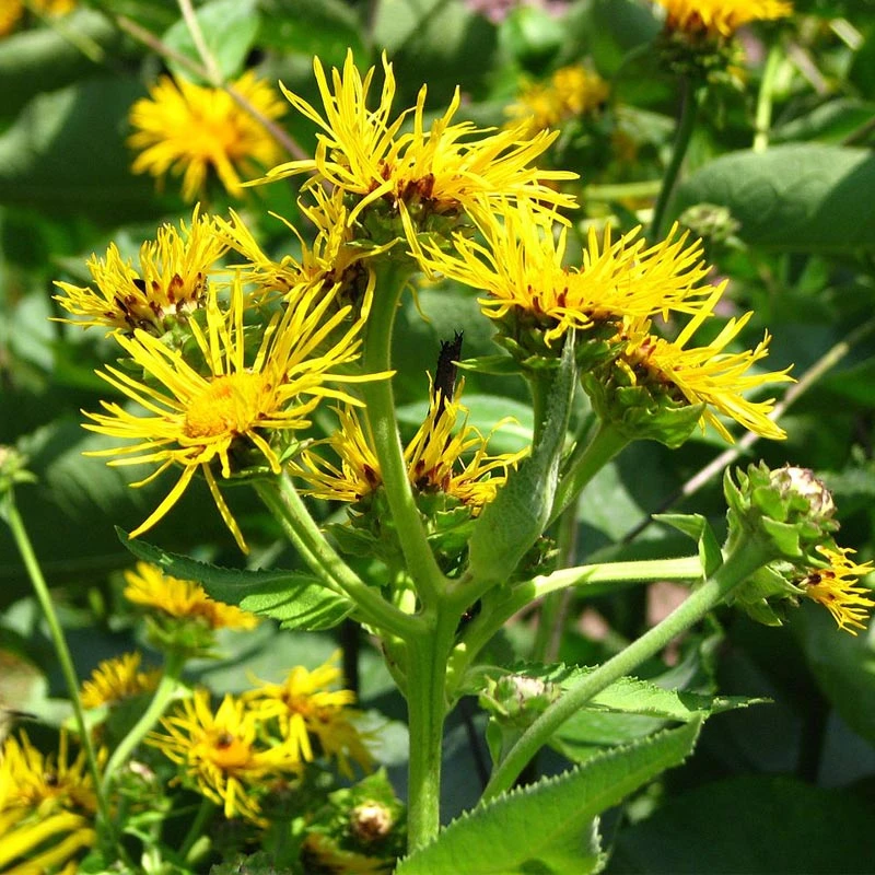 Strictly Medicinal Organic Elecampane, Official 5 Strictly Medicinal Organic Elecampane, Official - Billede 3