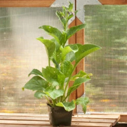 Felo Butik -Felo Butik snv7049 a