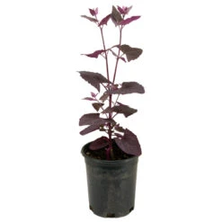 Organic Orach, Red (1 Oz) -Felo Butik snv8064 web2 1