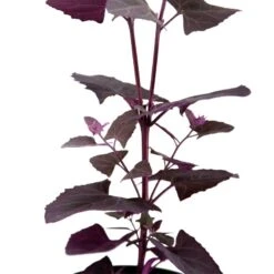 Organic Orach, Red (1 Oz) -Felo Butik snv8064 web 1