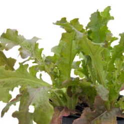 Red Salad Bowl Lettuce Seeds (Organic) -Felo Butik snv8093 web