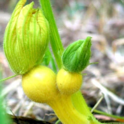 Big Max Pumpkin Seeds (Organic) -Felo Butik snv8136 baby 1