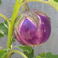 Rosa Bianca Eggplant Seeds (Organic) -Felo Butik snv8350 web