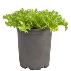 Organic Greens, Endive, Frisee (1/4 Lb) 9 Organic Greens, Endive, Frisee (1/4 Lb) -Felo Butik snv8391 web 1