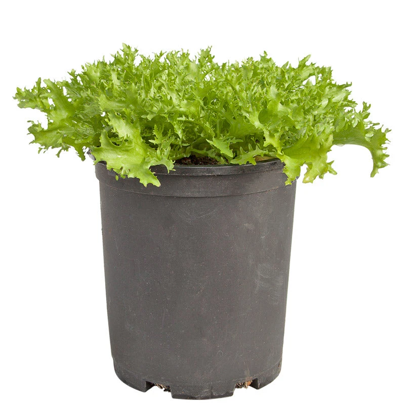 Organic Greens, Endive, Frisee (1/4 Lb) 6 Organic Greens, Endive, Frisee (1/4 Lb) - Billede 4