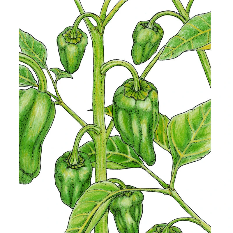 Padron Pepper Seeds (Organic) 4 Padron Pepper Seeds (Organic) - Billede 2