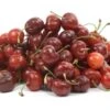 Dwarf Stella Cherry Tree -Felo Butik stella cherry tree dwarf