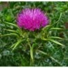 Strictly Medicinal Organic Milk Thistle -Felo Butik strictly medicinal organic milk thistle