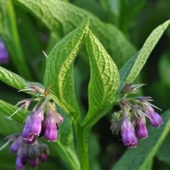 Strictly Medicinal Organic True Comfrey