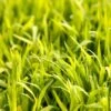 Sudangrass Seed (lb) -Felo Butik sudangrass seed lb