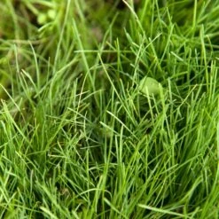 Peaceful Valley Kaleidoscope Meadow Mix - Seed (lb) -Felo Butik swf2112 2 web