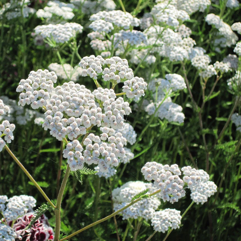 Yarrow, White (lb) 4 Yarrow, White (lb) - Billede 2