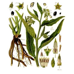 Strictly Medicinal Organic True Comfrey -Felo Butik symphytum officinale
