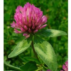 Organic Red Clover - Raw Seed (lb) -Felo Butik untitled 1