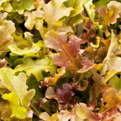 Red Salad Bowl Lettuce Seeds (Organic) -Felo Butik vine a
