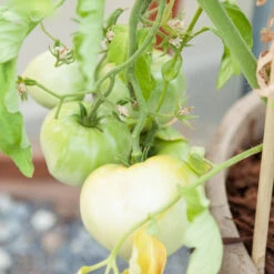 White Wonder Tomato Seeds (Organic) -Felo Butik white wonder 1 13 1