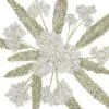 Yarrow, White (lb) 2 Yarrow, White (lb) -Felo Butik yarrow white lb