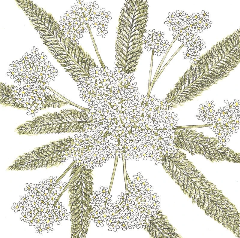 Yarrow, White (lb) 3 Yarrow, White (lb)