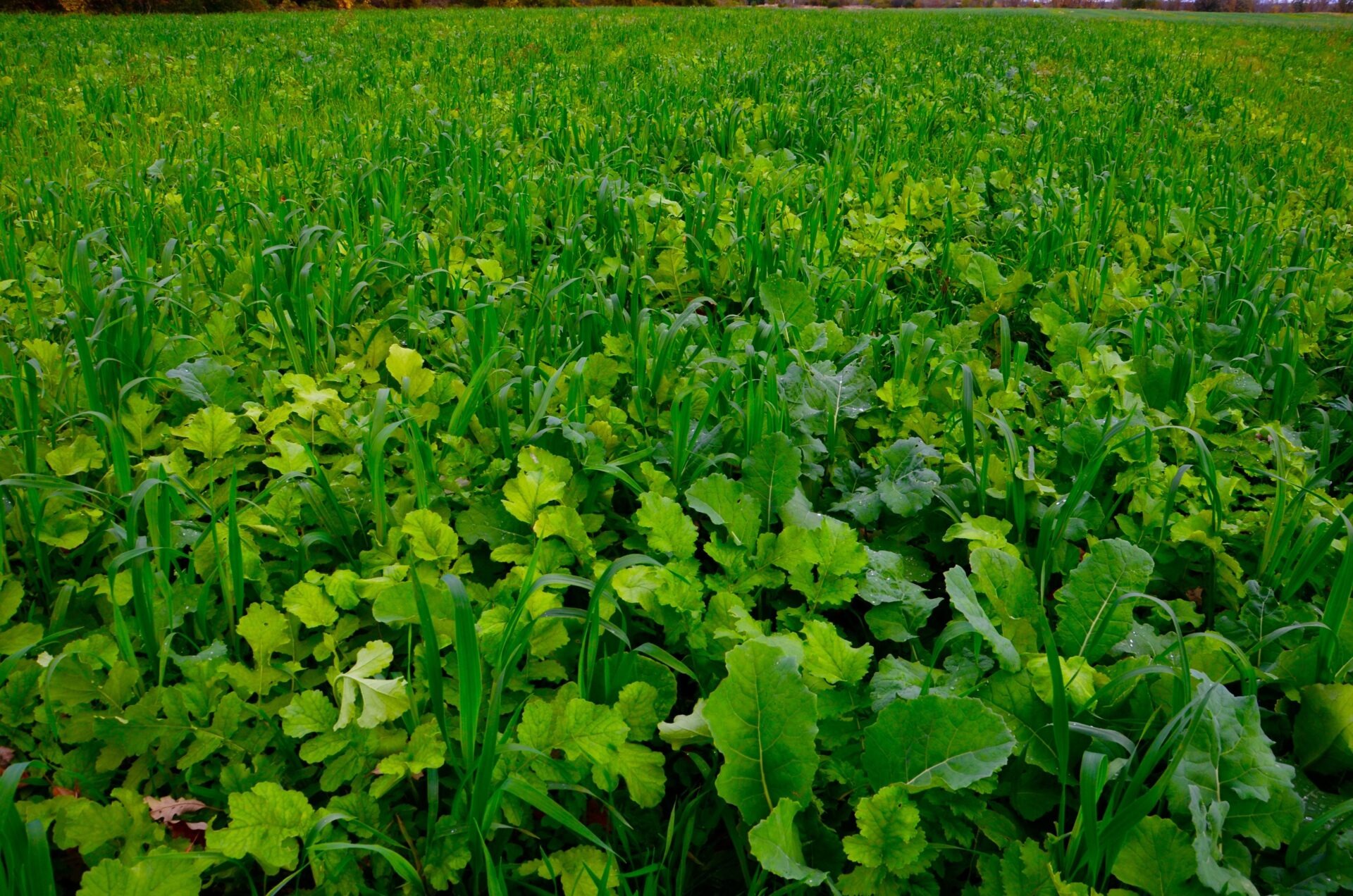 Felo Butik -Felo Butik Cover Crops
